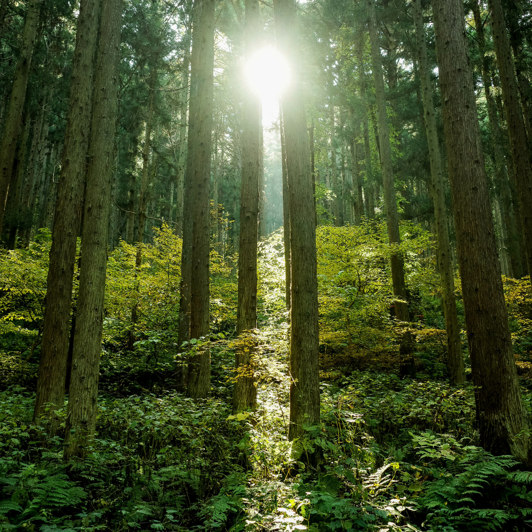 Forest Bathing: Nature's Embrace